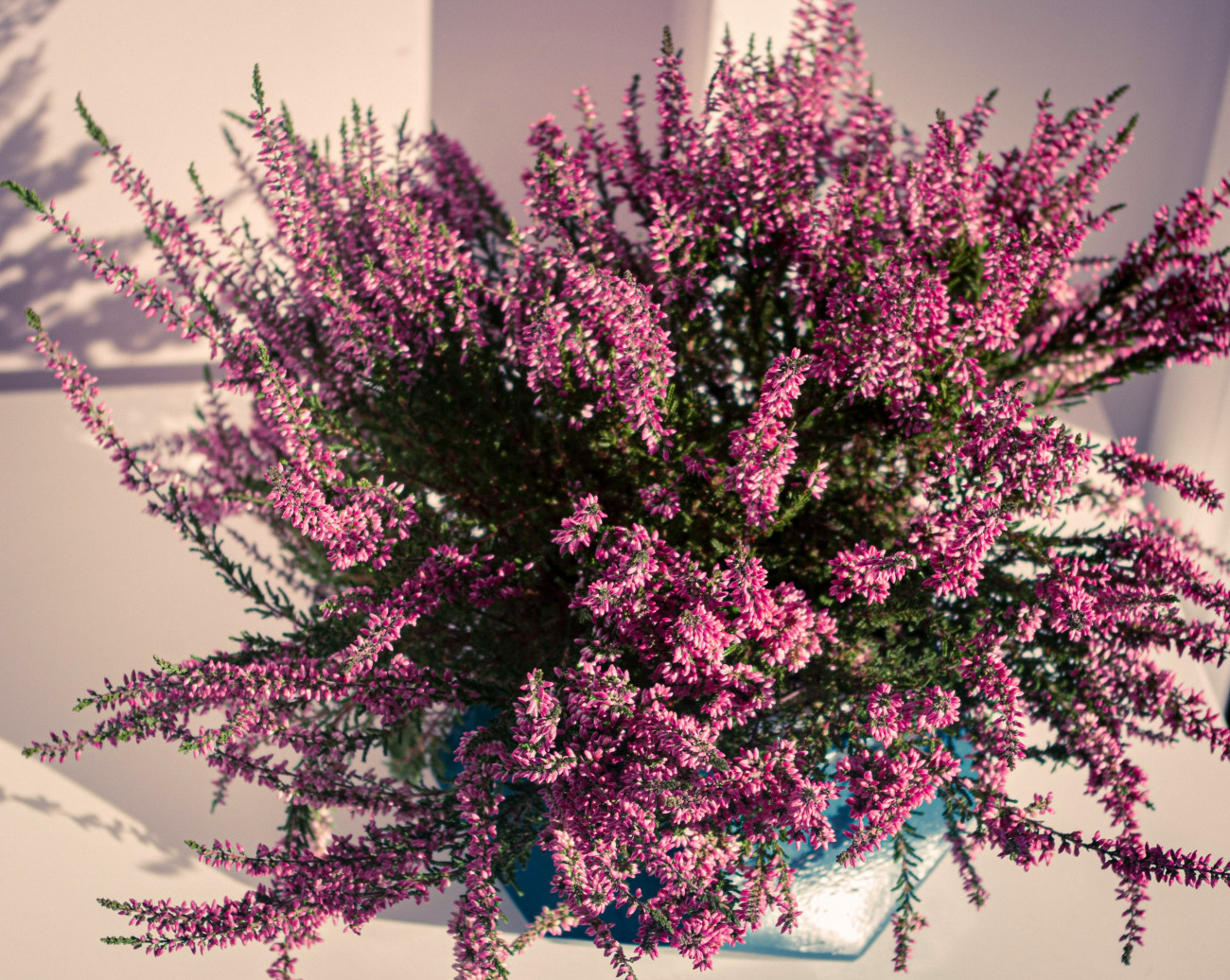 Galéria: 8 hidegtűrő virág az őszi kertedbe