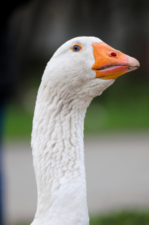 Galéria: Születési hónapod szerint ez a totemállatod 