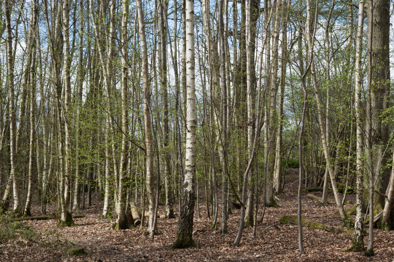 Galéria: Te melyik jegyhez tartozol a kelta fahoroszkóp alapján?