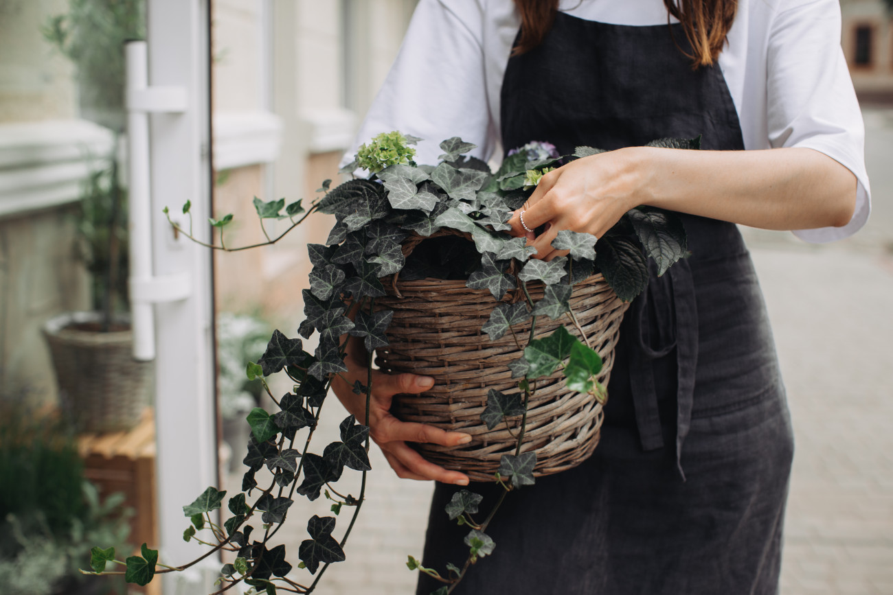 Galéria: 5 fagyálló növény a téli erkélyre
