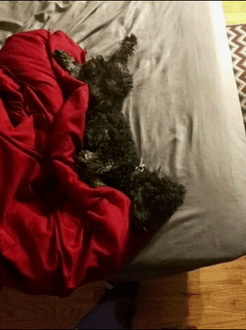 Galéria: Vicces dolgok, amik csak akkor történhetnek, ha a kutyád veled alszik