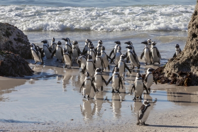 Borítókép: Bárcsak itt lennénk #3: Boulders Beach, Dél-Afrika