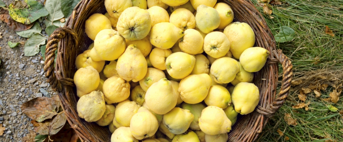 Borítókép: Most pár évig nem szeretnék birsalmát látni