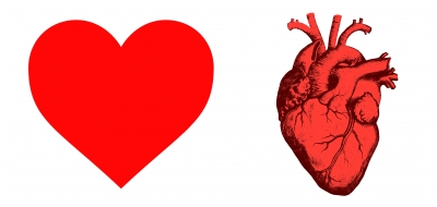 Borítókép: Miért nem emberi szívre hasonlít a szív alakzat?