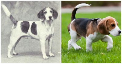 Borítókép: Így „fajultak el” a kutyafajták az elmúlt 100 évben