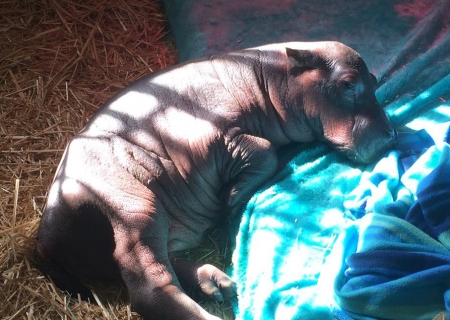 Borítókép: Betegen találtak rá a bébivízilóra, de már biztonságban van