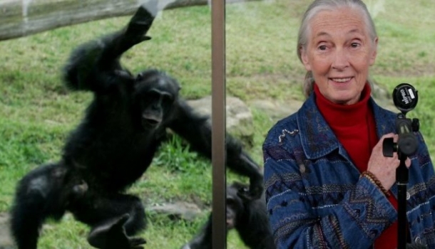Borítókép: Ezt gondolja Jane Goodall, a híres etológus Harambe, a gorilla megöléséről