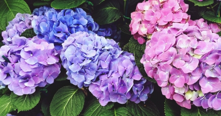 Borítókép: Így lehet meseszép a hortenziád! – 3 tudnivaló