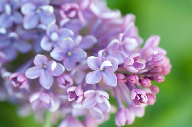 Purple Lilac Blooming Outdoors