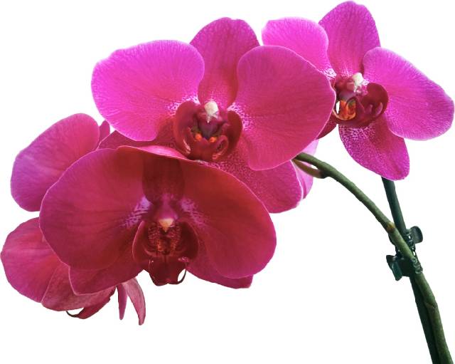 Close-Up Of Purple Orchid Against White Background