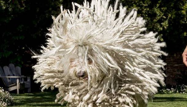 Borítókép: Zuckerberg magyar kutyájáért őrül meg az internet - a 10 legviccesebb fotó