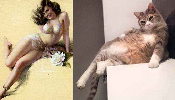 Borítókép: Ilyen, amikor a macskák Pin-up lányoknak képzelik magukat - FOTÓK