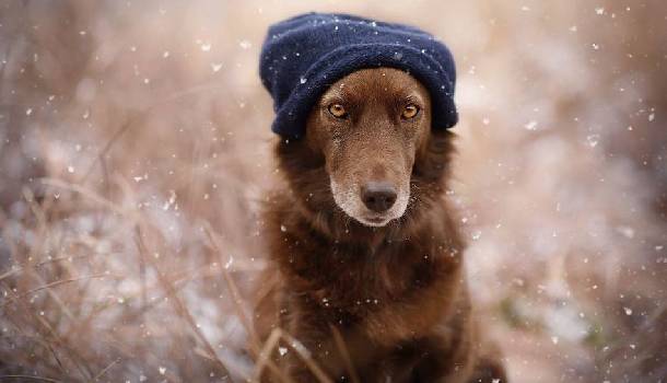 Borítókép: Így látják a kutyák a világot: Megható portrék az ember legjobb barátjáról