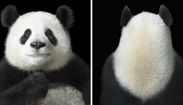 Borítókép: Elképesztő portrésorozat: A fotós, akinek szót fogadnak az állatok