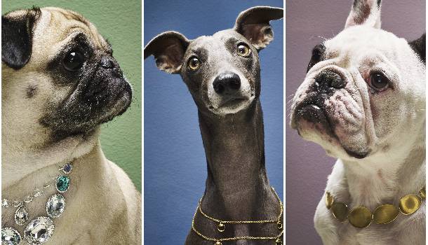 Borítókép: InStyle exkluzív: Kutyák és ékszerek, avagy ki is az ember legdrágább barátja?