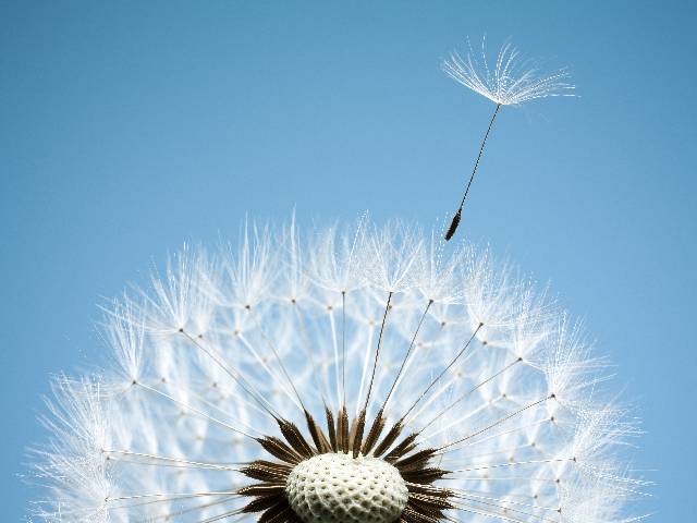 Close up of dandelion spores blowing away