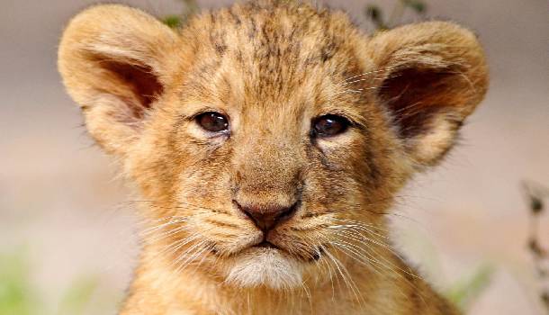 Borítókép: Amikor egy oroszlán nem tud a babatakarója nélkül elaludni - VIDEÓ