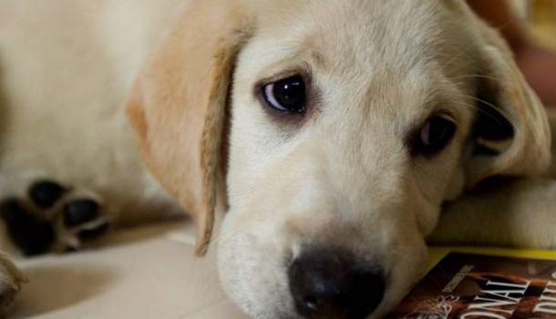 Borítókép: Összetört a szívünk! Ezért nem szeretik a kutyák, ha ölelgetjük őket