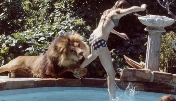 Borítókép: Őrületes fotók a 70-es évekből! Ilyen egy átlagos nap, ha egy oroszlán a házi kedvenced