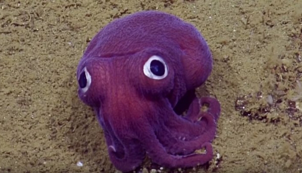 Borítókép: Napi cuki: Az óceán mélyén rátaláltak a világ legédesebb élőlényére - Igen, élő!