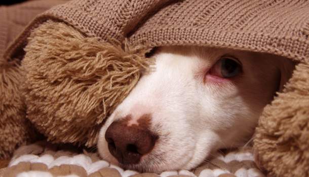 Borítókép: Jön a kisállatok rémálma! 5+1 tipp, hogy jobban bírja házi kedvenced az augusztus 20-i tűzijátékot