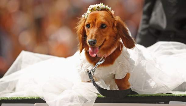 Borítókép: Napi cuki: Kutyák, akik mindenre képesek azért, hogy beleolvadjanak a környezetükbe