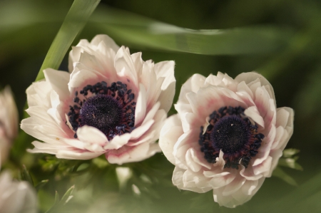 Borítókép: 5 ritka, ám gyönyörű virág, amit ősszel kell elültetni