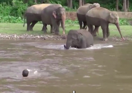 Borítókép: Ezt a videót nem hagyhatod ki: az elefántkölyök megpróbálja kimenteni gondozóját a folyóból