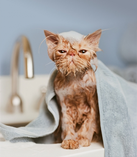 Borítókép: Halálosan cuki gifek fürdőkádban pancsoló állatokról