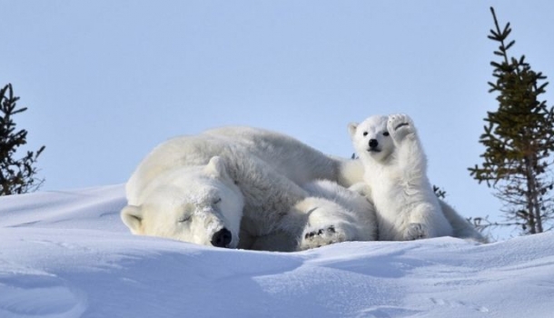 Borítókép: Mesterien elkapott pillanatok, avagy az év legviccesebb természetfotói