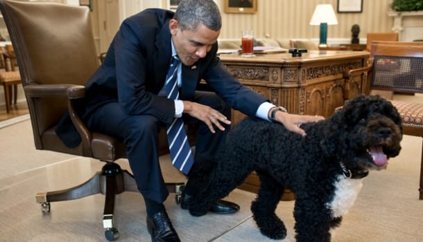 Borítókép: Az elnöki kutyák is búcsúznak - Bo és Sunny Obama legjobb pillanatai
