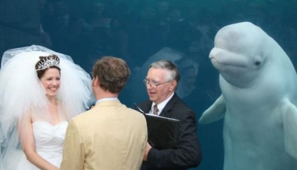Borítókép: Tombol az internet: Egy beluga (fehér delfin) zavarta meg az esküvőt az állatkerti akváriumban