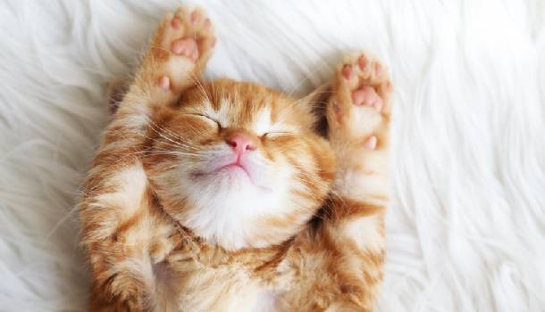 Borítókép: Minden idők 10 legcukibb cicás videója