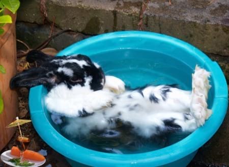 Borítókép: Locsolkodni ma vajon lehet-e „kúl”, vagy csak lazulni, mint ez a húsvéti nyúl?