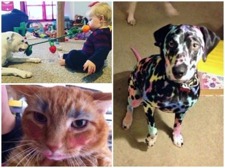 Borítókép: Ez történik, ha a gyereket pár percre magára hagyod a háziállatoddal