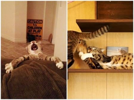 Borítókép: A legjobb drámai alakítás: macskák, akik Oscart érdemelnének!