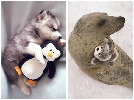 Borítókép: Elolvadunk ezektől a tündéri fotóktól, amelyeken állatok a kedvenc játékukkal alszanak