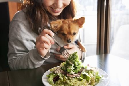 Borítókép: 5 perc dráma az étteremben: a szemünk előtt zajlott egy gyerekes vs. kutyás párharc 