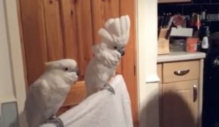 Borítókép: Ha megnézed ezeket a kedves tweeteket, garantáljuk, hogy rögvest jobb kedvre derülsz!