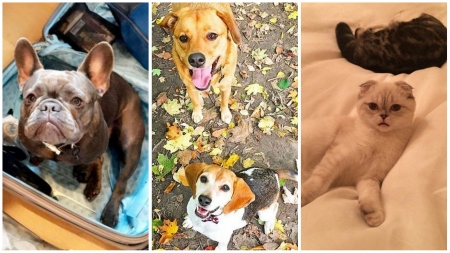 Borítókép: Találd ki ezt a 7 hírességet a háziállatukról! 