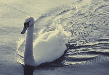 Borítókép: Egy kislány levélben kért II. Erzsébettől egy HATTYÚT... olvasd el, milyen cuki választ kapott a királynőtől!