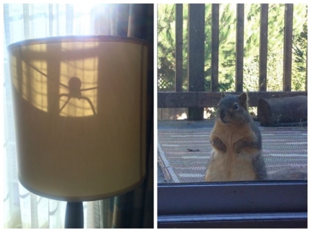 Borítókép: Felébredtem és ez nézett vissza rám... – Készülj a furcsaságra!