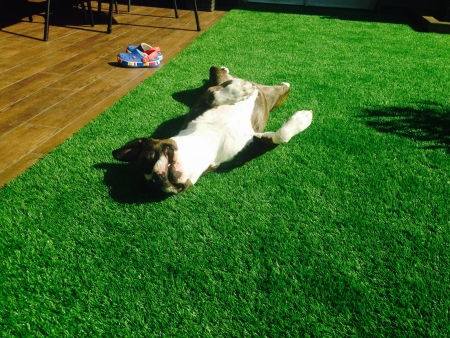 Borítókép: Tökéletes, gondozásmentes pázsit kutyásoknak is!