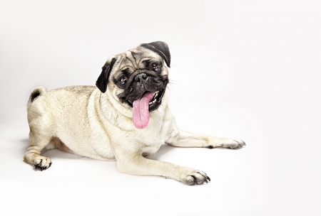 Borítókép: Mentik, ami menthető – avagy mire jó a fajtamentés?