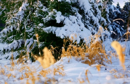 Borítókép: Észrevehetetlenre festik modellek testét a művészek természetfotókhoz. Te látod, hol vannak a képeken?