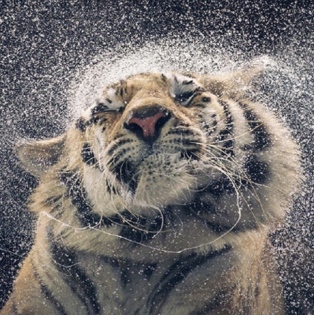 Borítókép: 14 meglehetősen kifejező portré veszélyeztetett állatokról