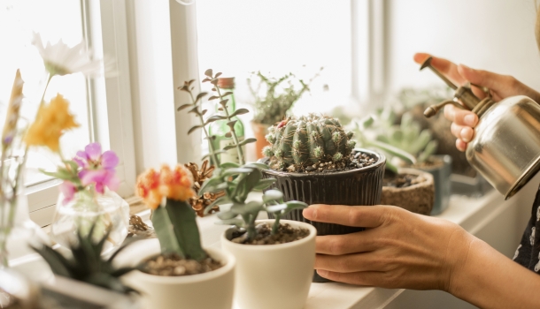 Borítókép: Számolj le kártevőkkel, mielőtt ők tennék ugyanezt a szobanövényeiddel!