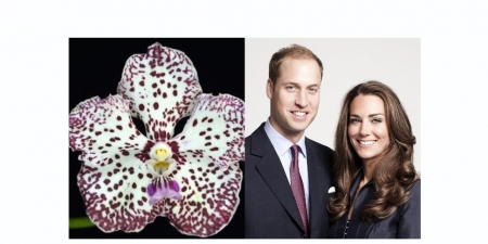 Borítókép: 10 pofonegyszerű trükk, hogy a te ablakodban virágozzon a legszebb orchidea!