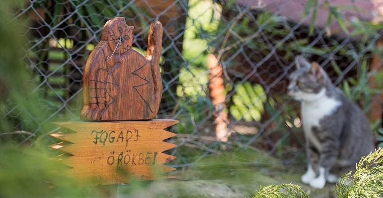 A macskák boldogságáért fogtak össze a sztárok