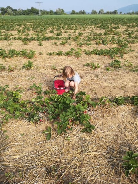 Borítókép: 3 Budapest közeli Szedd magad! eperföldön jártam